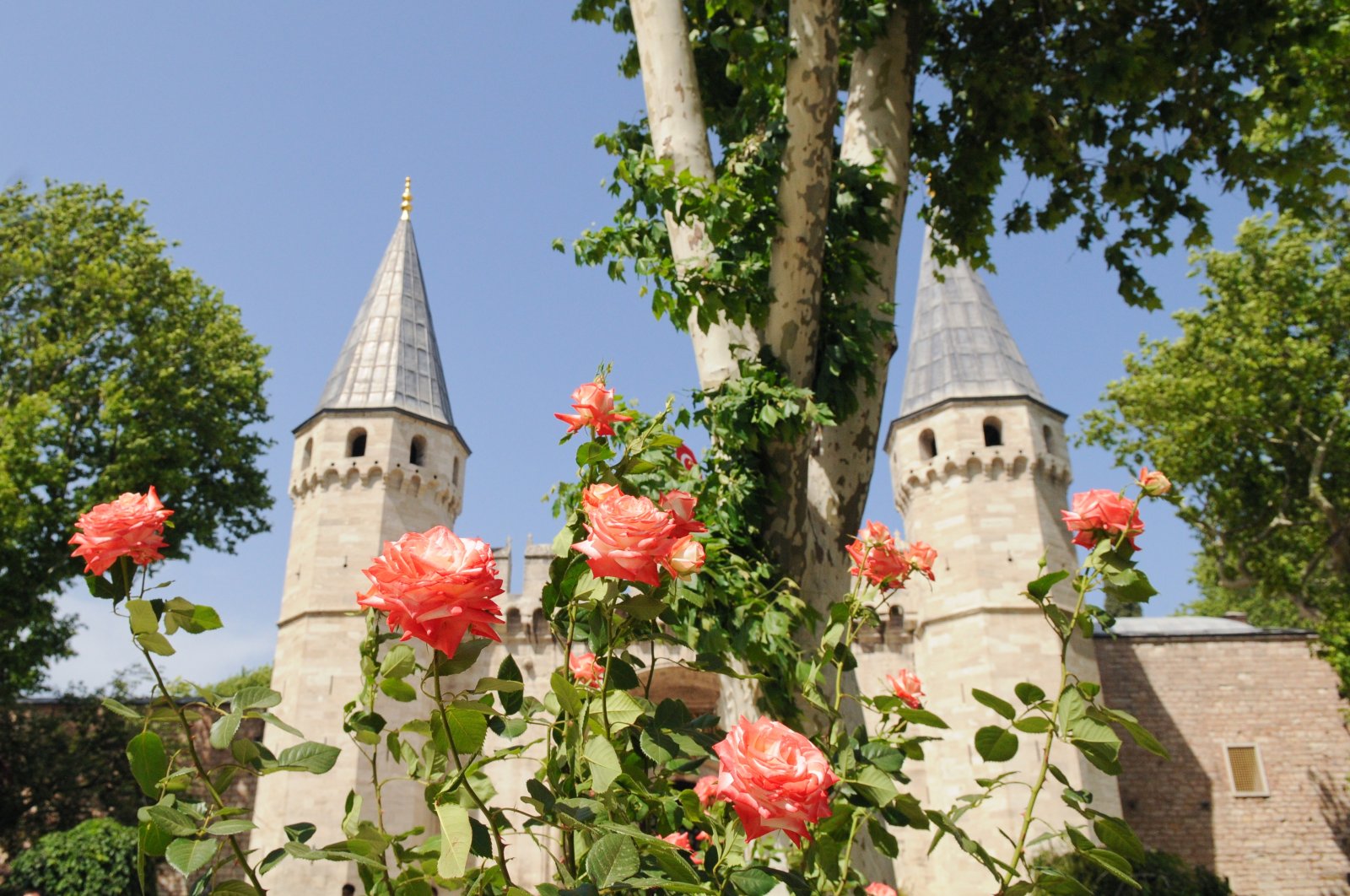 Roses are seen in the garden at the entrance of Topkapı Palace in Istanbul, Turkey. (Photo by Shutterstock)