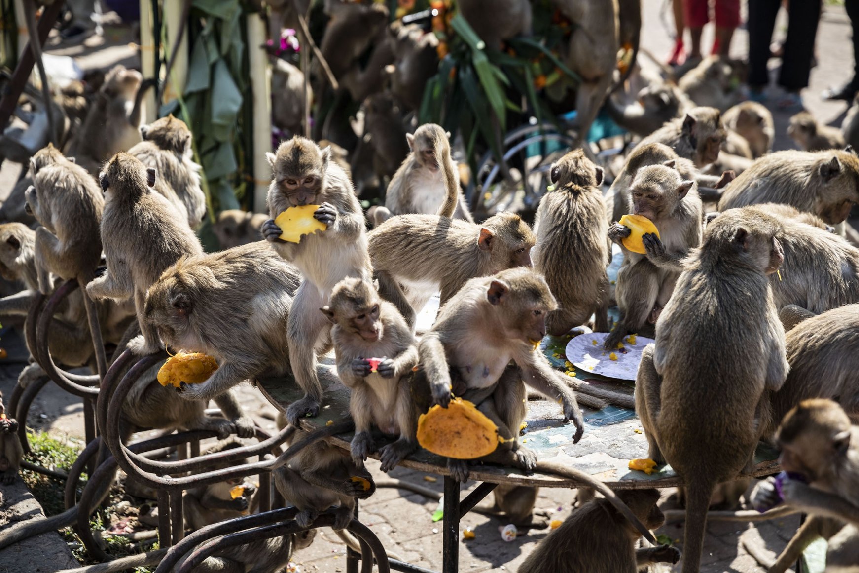 Primate banquet: Lopburi Monkey Festival celebrates reopening | Daily Sabah