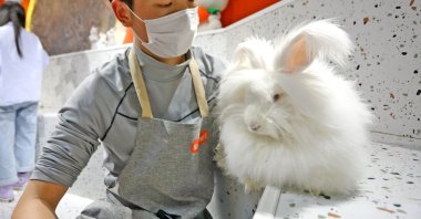 A worker pets an Angora rabbit at the shop, "Rabbit Cafe," in Xi an, Shaanxi Province, China, Oct. 20, 2020. (Getty Images)