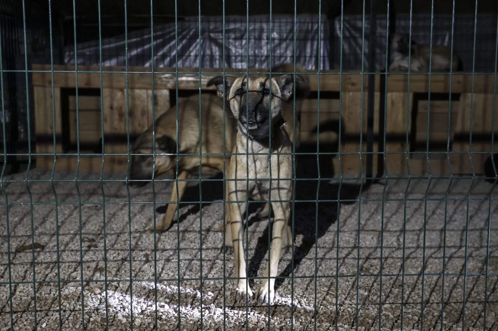 Two dogs are seen in a cage at the shelter, Ankara, Turkey, Dec. 1, 2021. (AA Photo)