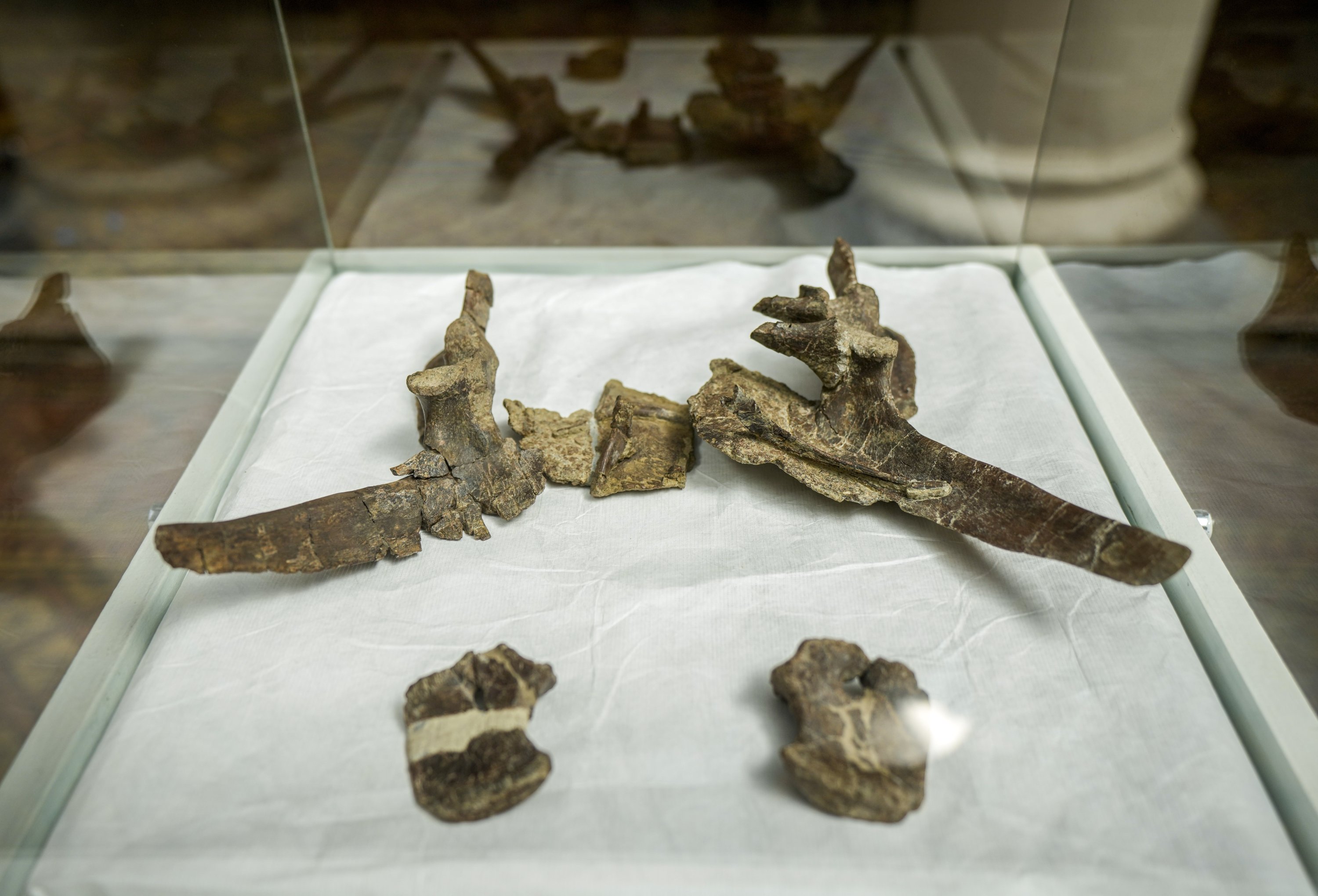 Several of the fossilized remains of the stegouros elengassen, a newly identified armored dinosaur that inhabited the Chilean Patagonia, are displayed during a press conference in Santiago, Chile, Dec. 1, 2021. (AP Photo)