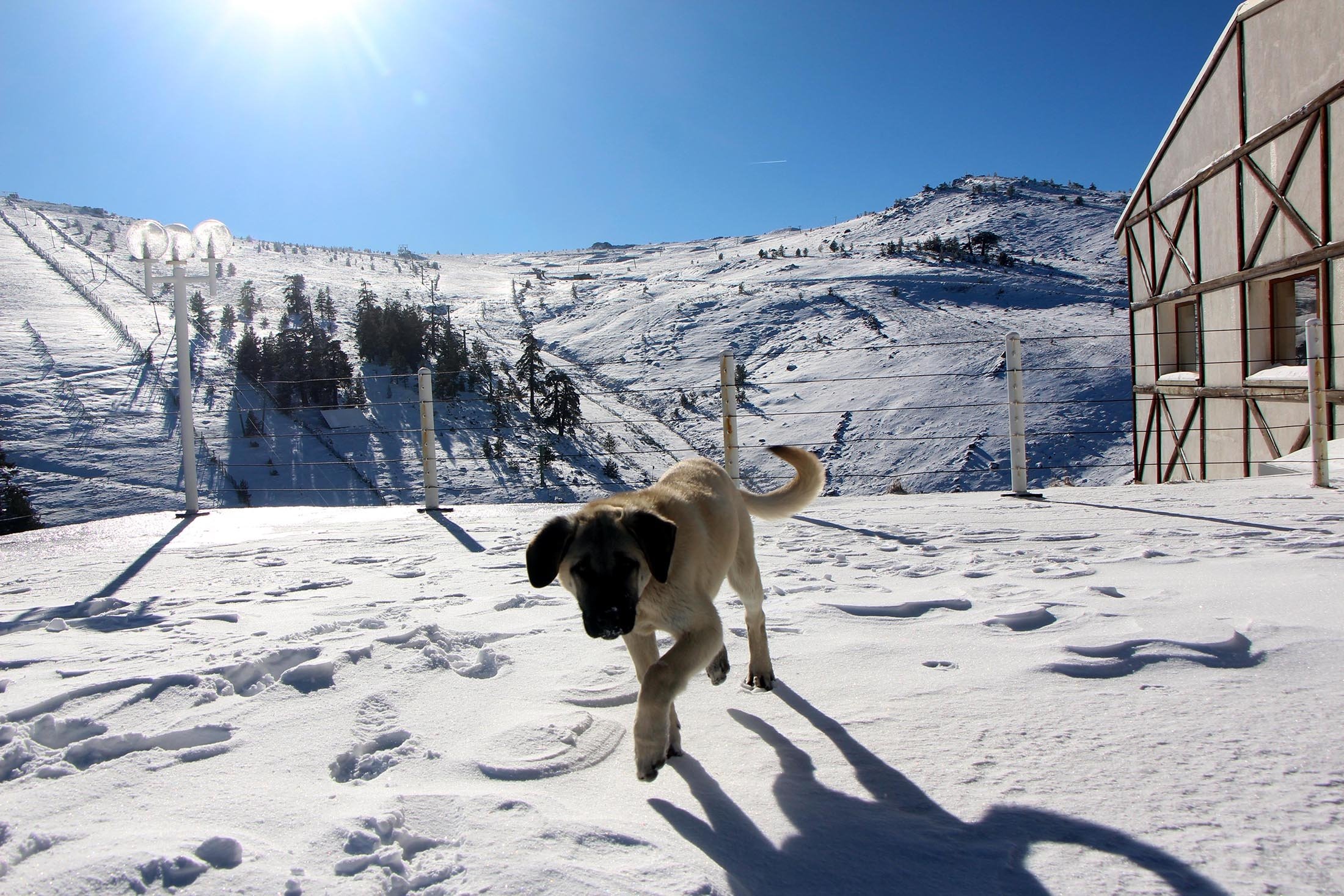 A dog walks over snow at Kartalkaya Ski Center, in Bolu, Turkey, Dec. 2, 2021. (AA Photo)