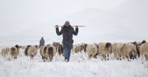 A shepherd herds his sheep in the snow, in Van, Turkey, Dec. 2, 2021. (AA Photo)