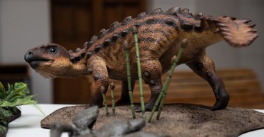 Photograph of a model of the new species of armored dinosaur discovered by researchers at the University of Chile, during an event before the press, in Santiago, Chile, Dec.1, 2021. (EPA Photo) 