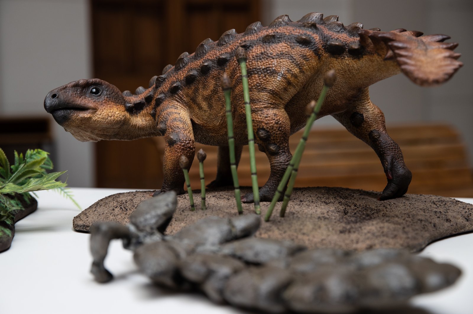 Photograph of a model of the new species of armored dinosaur discovered by researchers at the University of Chile, during an event before the press, in Santiago, Chile, Dec.1, 2021. (EPA Photo) 