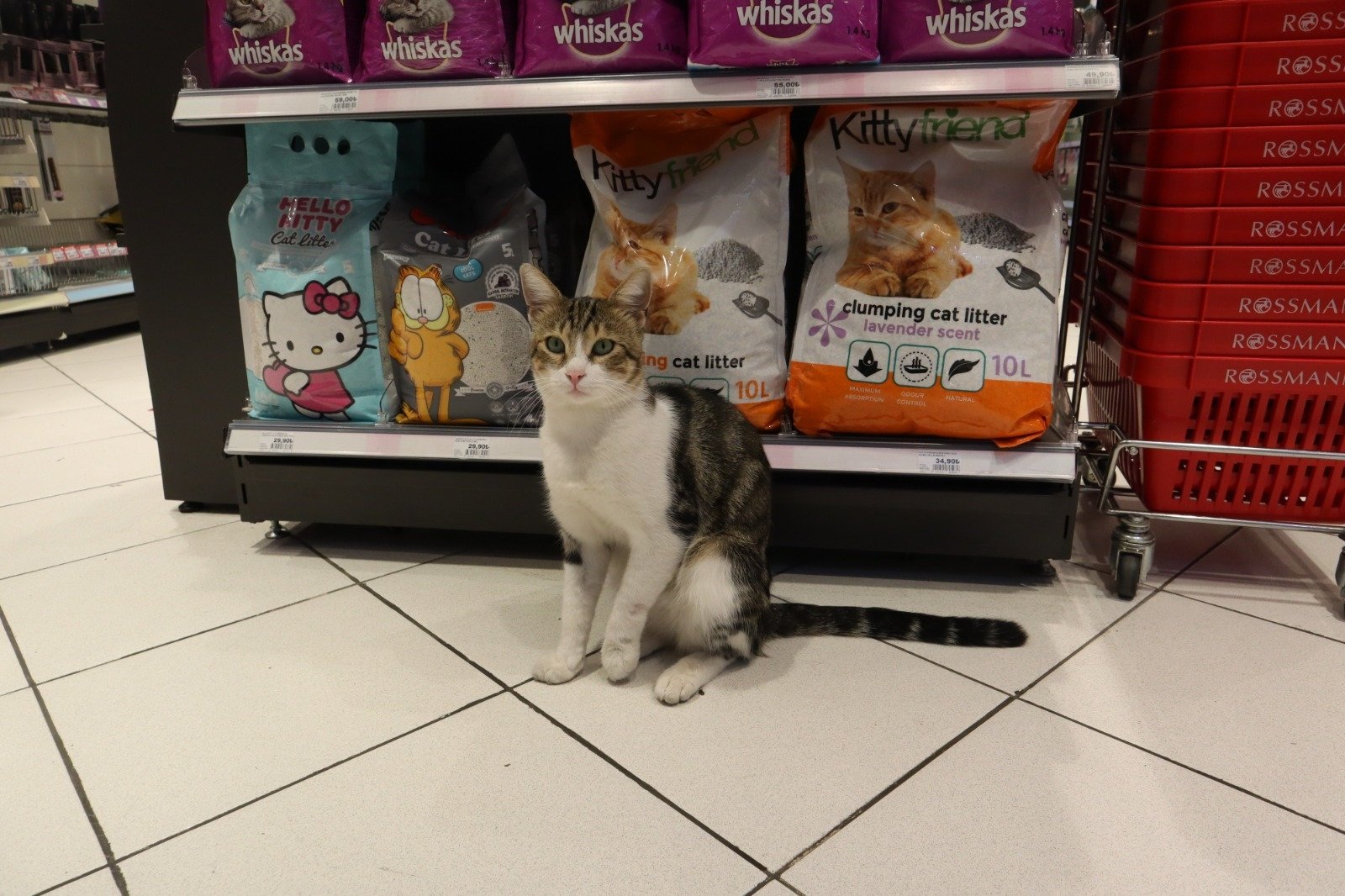Nokta, a stray cat who went viral online as the &quot;beggar cat&quot; for tricking people into buying food for him, sits in front of cat food at a supermarket, in Istanbul, Turkey, Oct. 4, 2021. (Photo by Bulut Yamandağ)