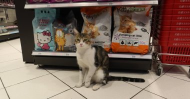 Nokta, a stray cat who went viral online as the &quot;beggar cat&quot; for tricking people into buying food for him, sits in front of cat food at a supermarket, in Istanbul, Turkey, Oct. 4, 2021. (Photo by Bulut Yamandağ)