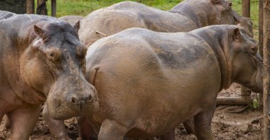 Hippos are seen at a care center in Doradal, Antioquia Department, northeast of Bogota, Colombia, Oct. 15, 2021. (AFP Photo)