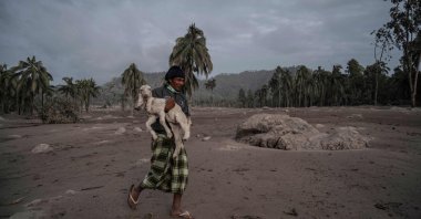 A villager salvages an animal in an area covered in volcanic ash after the Semeru volcano eruption that killed at least 13 people, Sumber Wuluh village, Lumajang, Indonesia, Dec. 5, 2021. (AFP Photo)