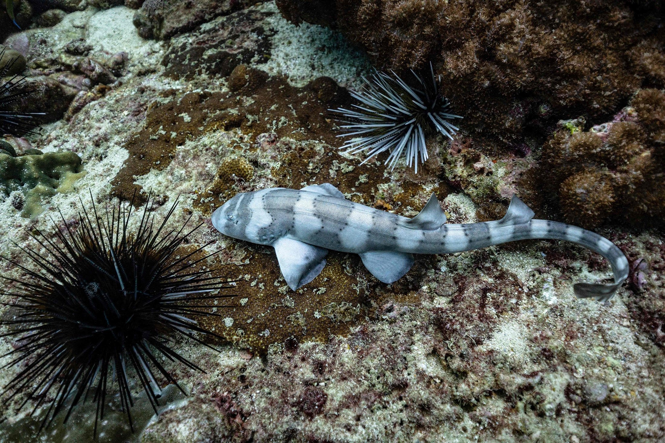A bamboo shark swims on the seabed after being released into the sea off the Ko Ma island on the Andaman coast, Thailand, Nov. 25, 2021. (AFP Photo)
