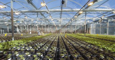 Inside a Medicago greenhouse in Quebec City, Sept 10, 2021. (Photo provided by Medicago via AP)