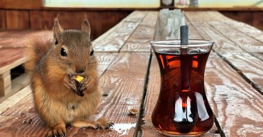 Alvin with a glass of Turkish tea, Kocaeli, Turkey, Dec. 7, 2021. (IHA Photo)