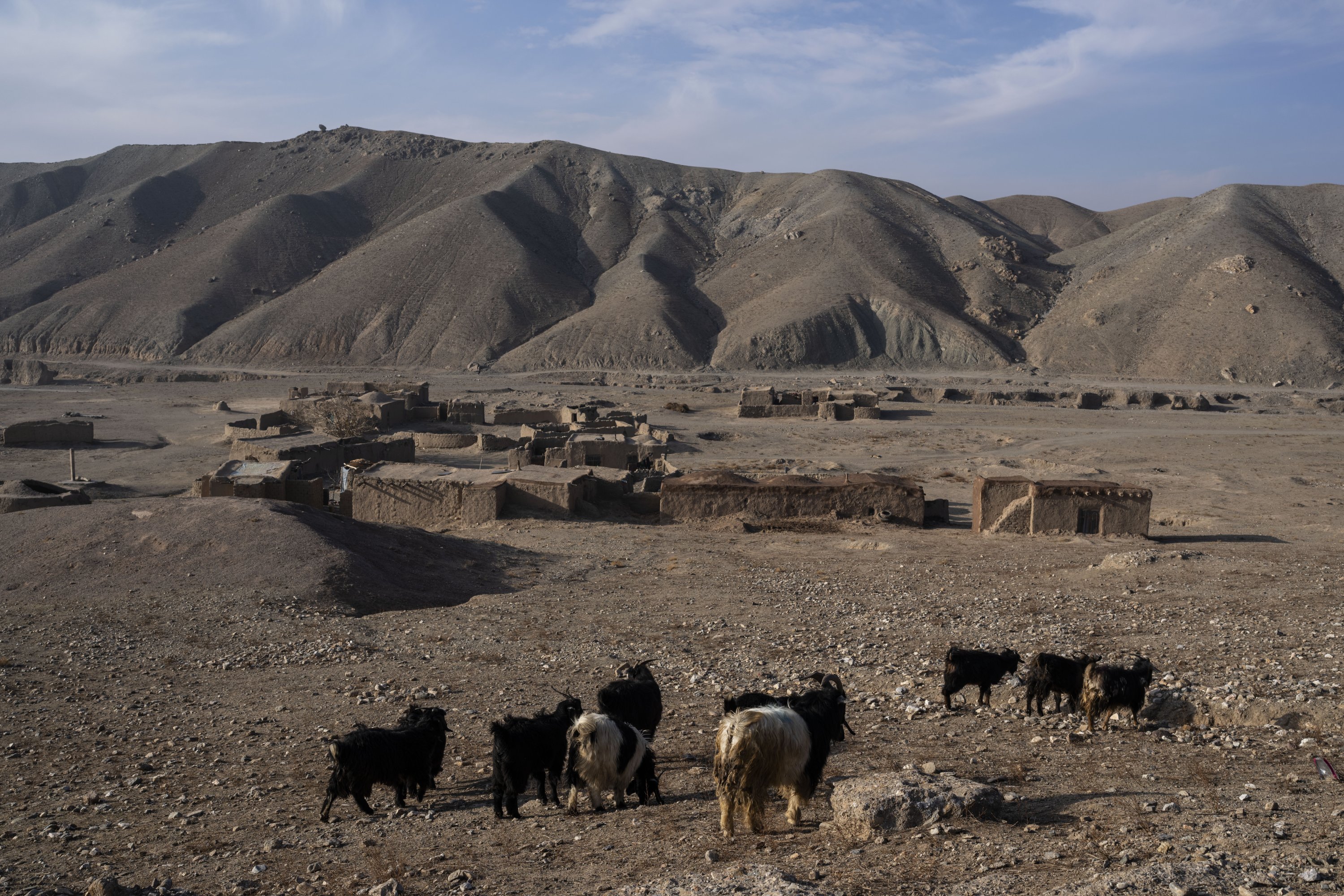Goats stand in front of Jar-e Sawz, a tiny village north of Herat, Afghanistan, Nov. 27, 2021. (AP Photo)