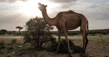 This file photo shows a camel standing in the outskirts of the city of Hargeisa, Somaliland, on Sept. 18, 2021. (AFP Photo)
