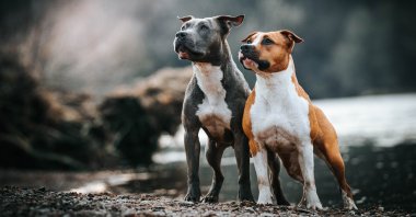 Two American Staffordshire terriers, Dec. 9, 2021. (Shutterstock Photo)