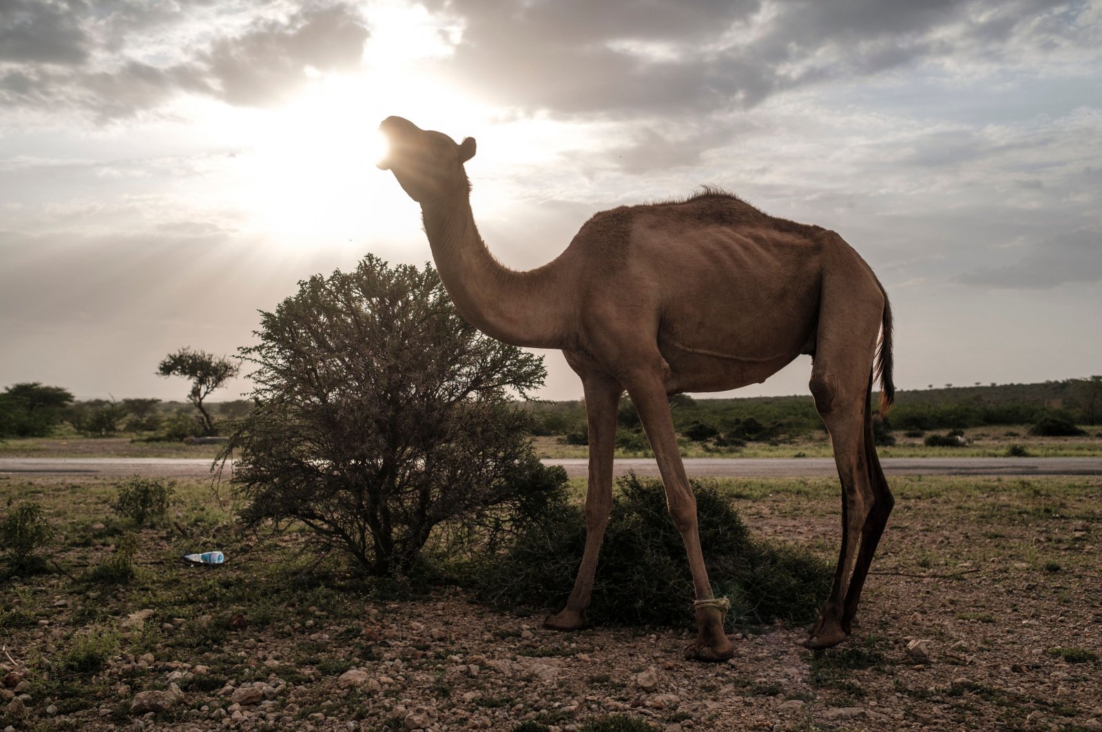 This file photo shows a camel standing in the outskirts of the city of Hargeisa, Somaliland, on Sept. 18, 2021. (AFP Photo)