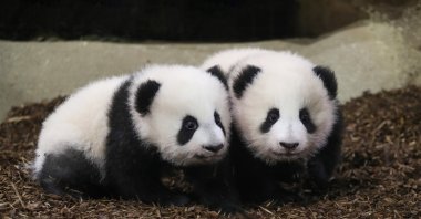Panda cubs Yuandudu and Huanlili take their first steps in public, at the Beauval Zoo in Saint-Aignan-sur-Cher, France, Saturday, Dec. 11, 2021. (Zooparc de Beauval via AP)