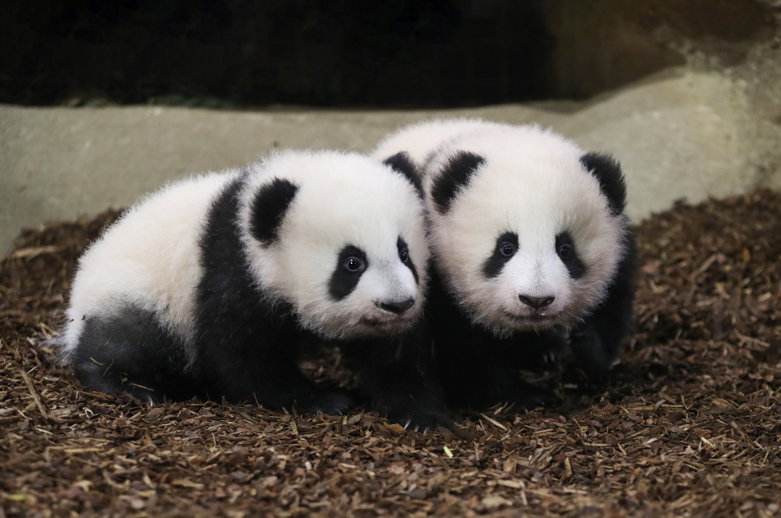 Anak rusa umum saat anak panda kembar mengambil langkah pertama di kebun binatang Prancis