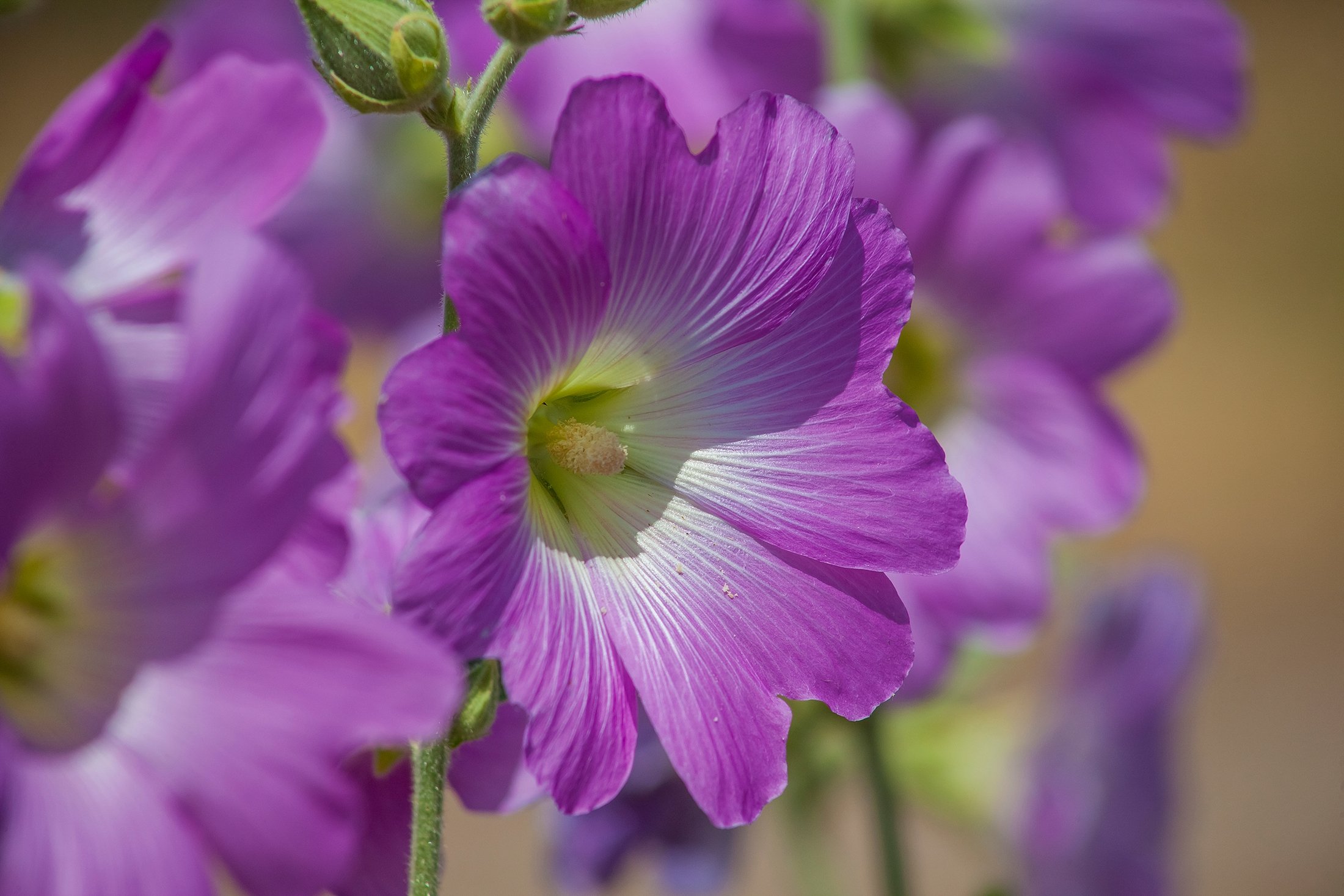 Hatmi çiçeği, or mallow blossom. (Shutterstock Photo)