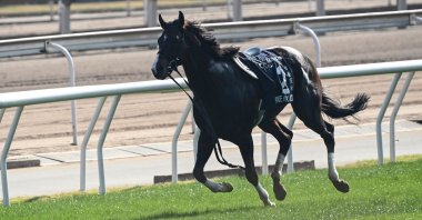 Pixie Knight comes in without jockey Yuichi Fukunaga after a fall in the Hong Kong Sprint international horse race at Shatin racecourse, Hong Kong, Dec. 12, 2021. (AFP Photo)