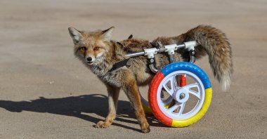 The paralyzed fox is seen on the wheelchair after its treatment, Van, Turkey, Dec. 12, 2021. (IHA Photo)