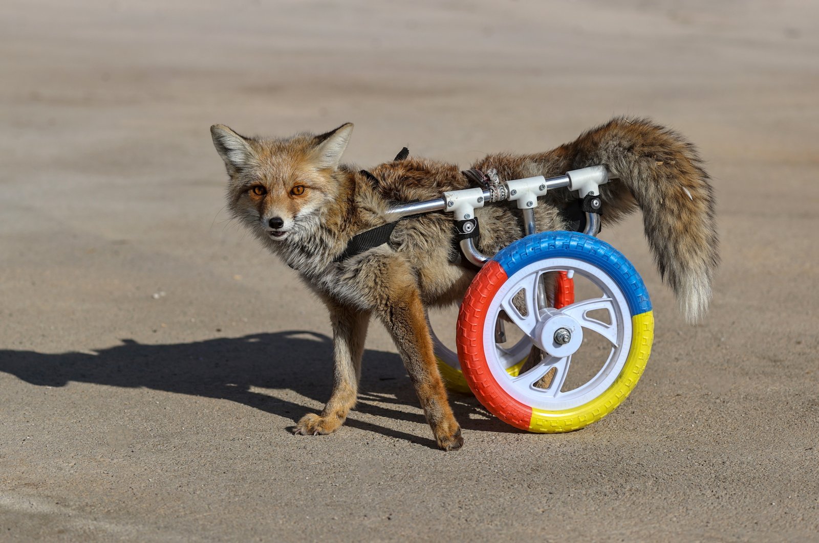 The paralyzed fox is seen on the wheelchair after its treatment, Van, Turkey, Dec. 12, 2021. (IHA Photo)