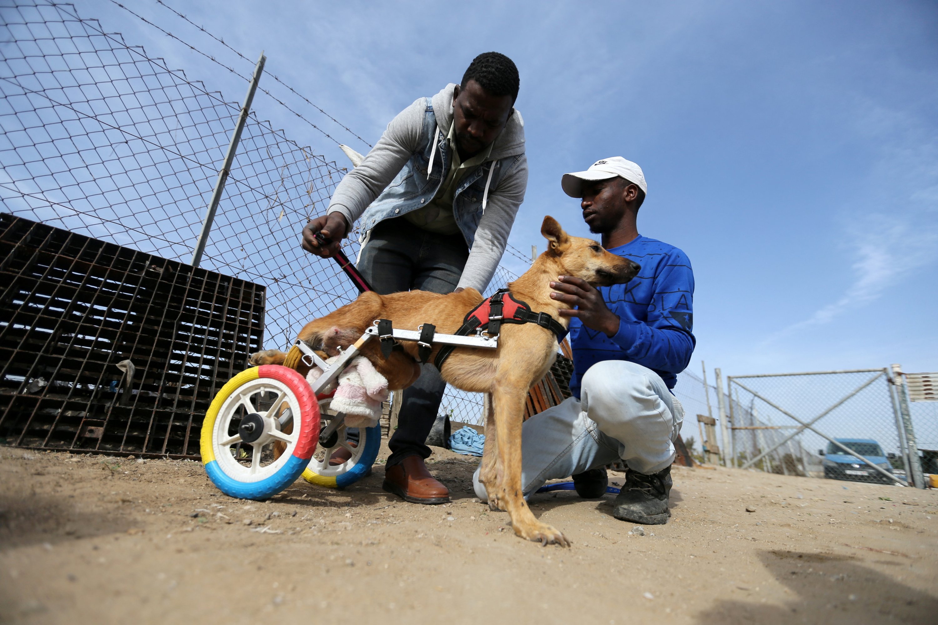 Palestinian engineer Ismail al-Aer and animal caretaker Said al-Aer put a paralyzed dog in a new wheelchair in Gaza City, Palestine, Dec. 6, 2021. (Reuters Photo)