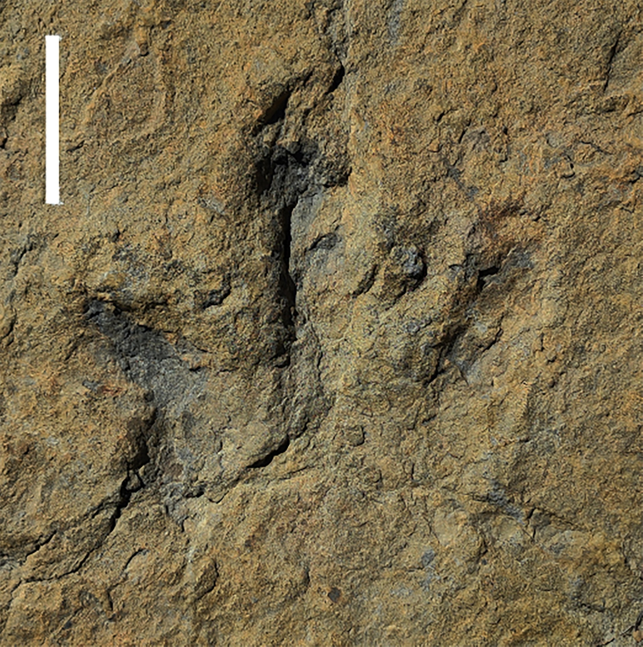 Sebuah fosil jejak kaki dinosaurus yang dibuat sekitar 120 juta tahun yang lalu selama Periode Kapur dari salah satu dari dua jalur yang ditemukan di wilayah La Rioja di Spanyol utara, terlihat dalam gambar selebaran tak bertanggal ini.  (Pablo Navarro-Lorbes via Reuters)