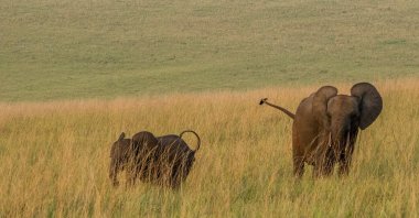 Forest elephant cross a meadow in Gabon's Pongara National Park forest, on March 11, 2020. (AP Photo/Jerome Delay)