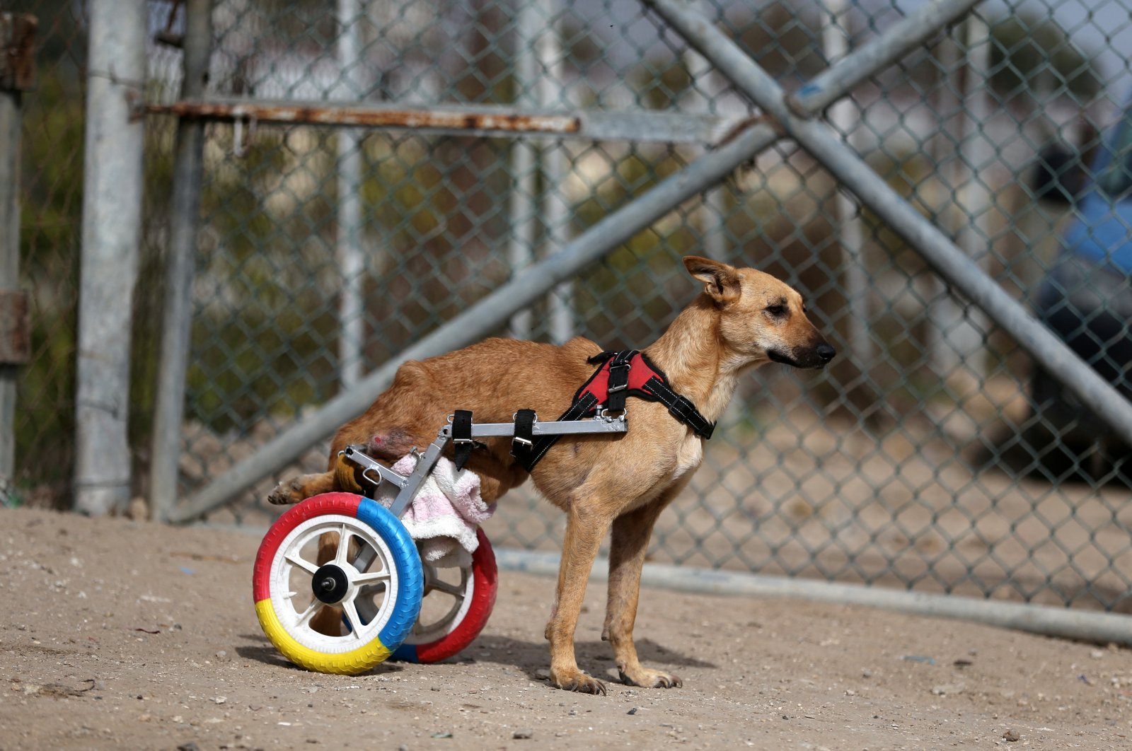 A paralyzed dog trains to walk using a new wheelchair in Gaza City, Palestine, Dec. 6, 2021. (Reuters Photo)