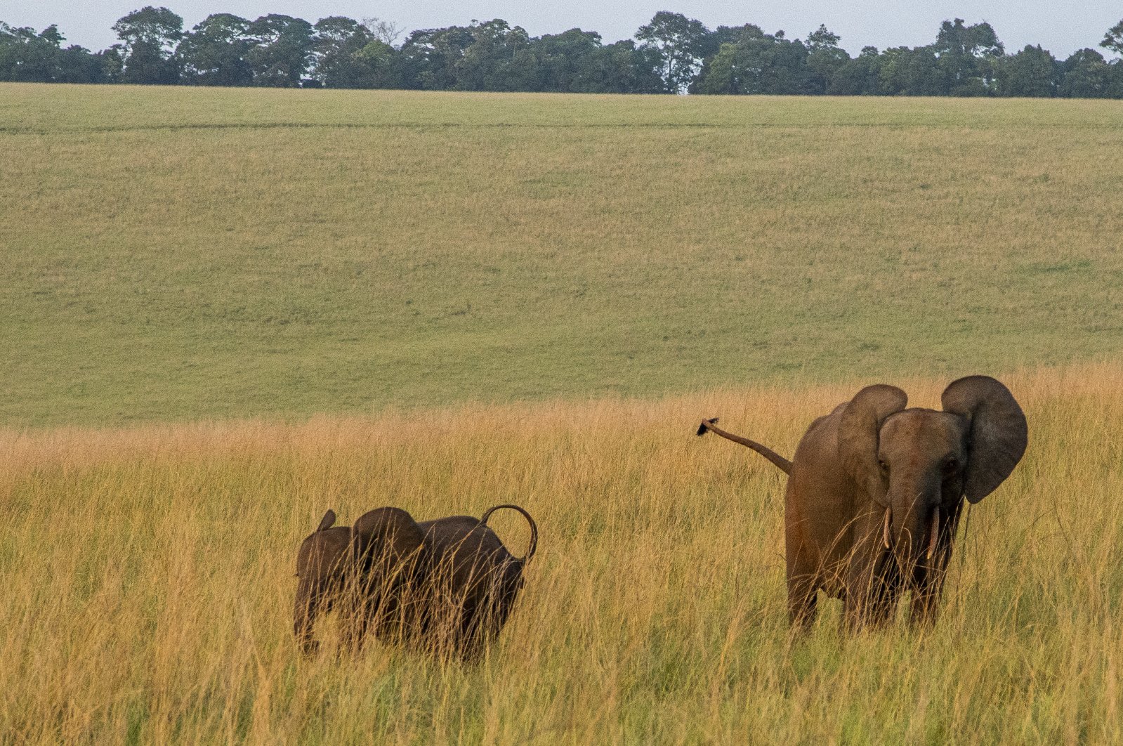 Botswana mengadakan lelang kedua untuk izin berburu gajah