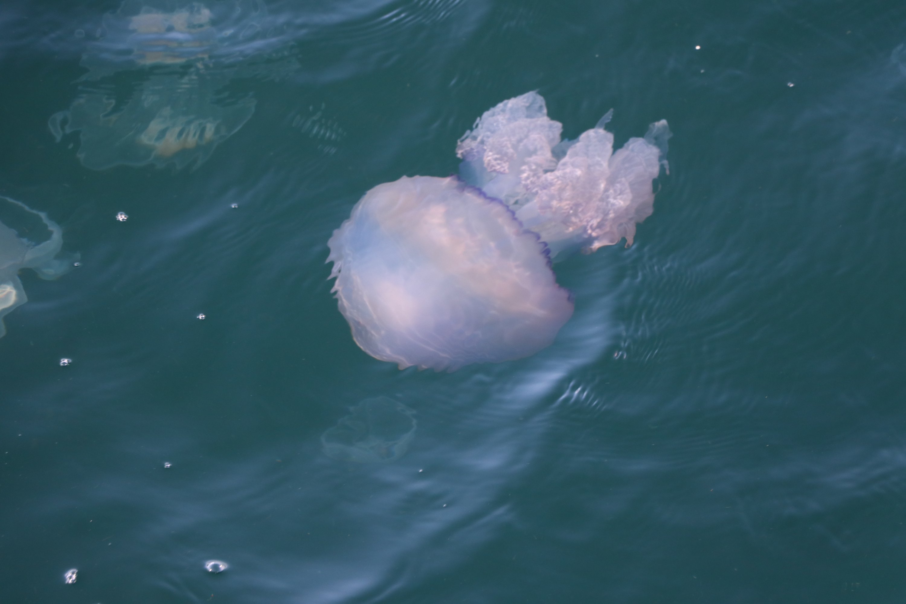 A jellyfish is seen in the Marmara Sea, off the coast of Tekirdağ, Turkey, on Dec. 09, 2021. (AA Photo)