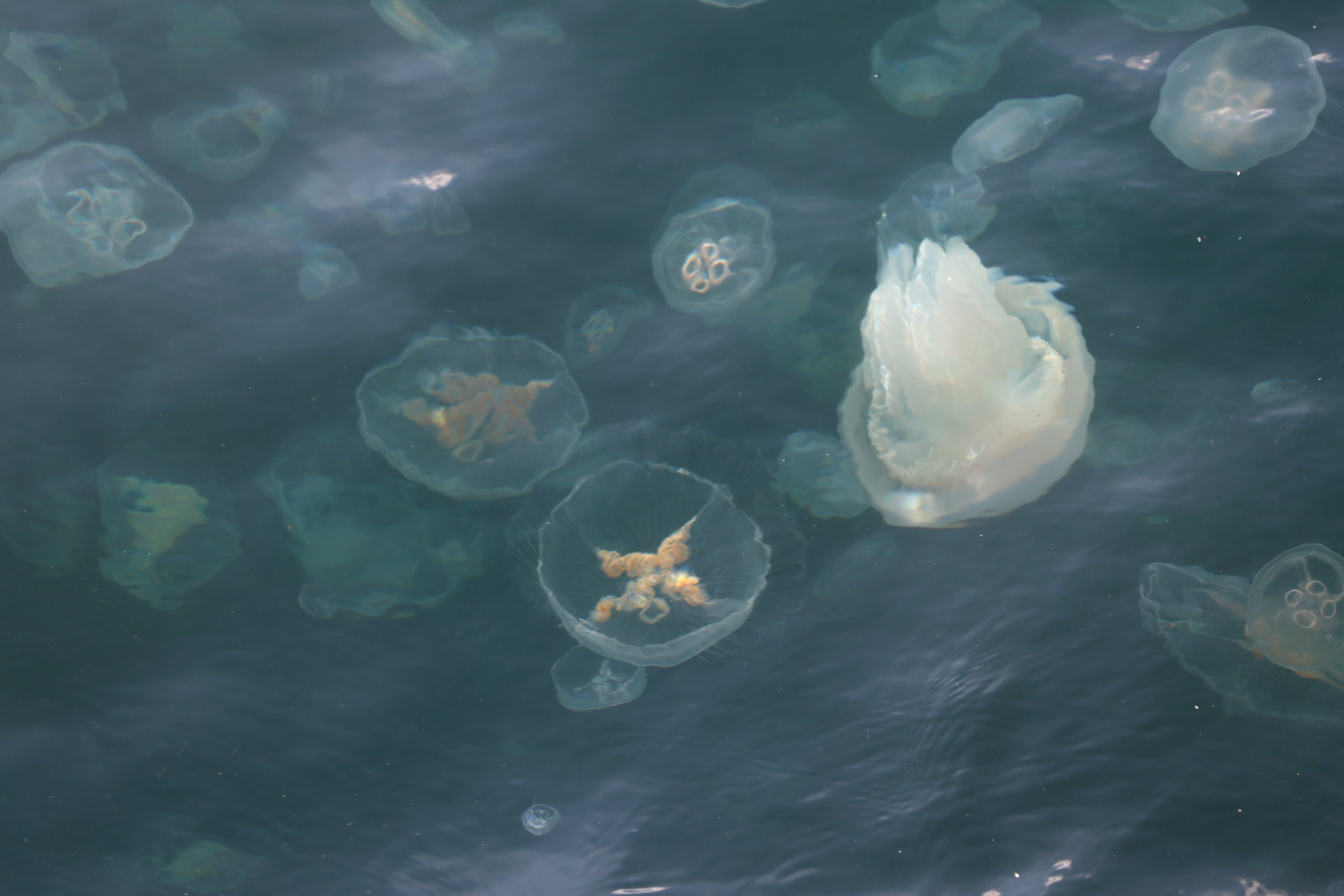 A swarm of jellyfish is seen in the Marmara Sea, off the coast of Tekirdağ, Turkey, on Dec. 09, 2021. (AA Photo)