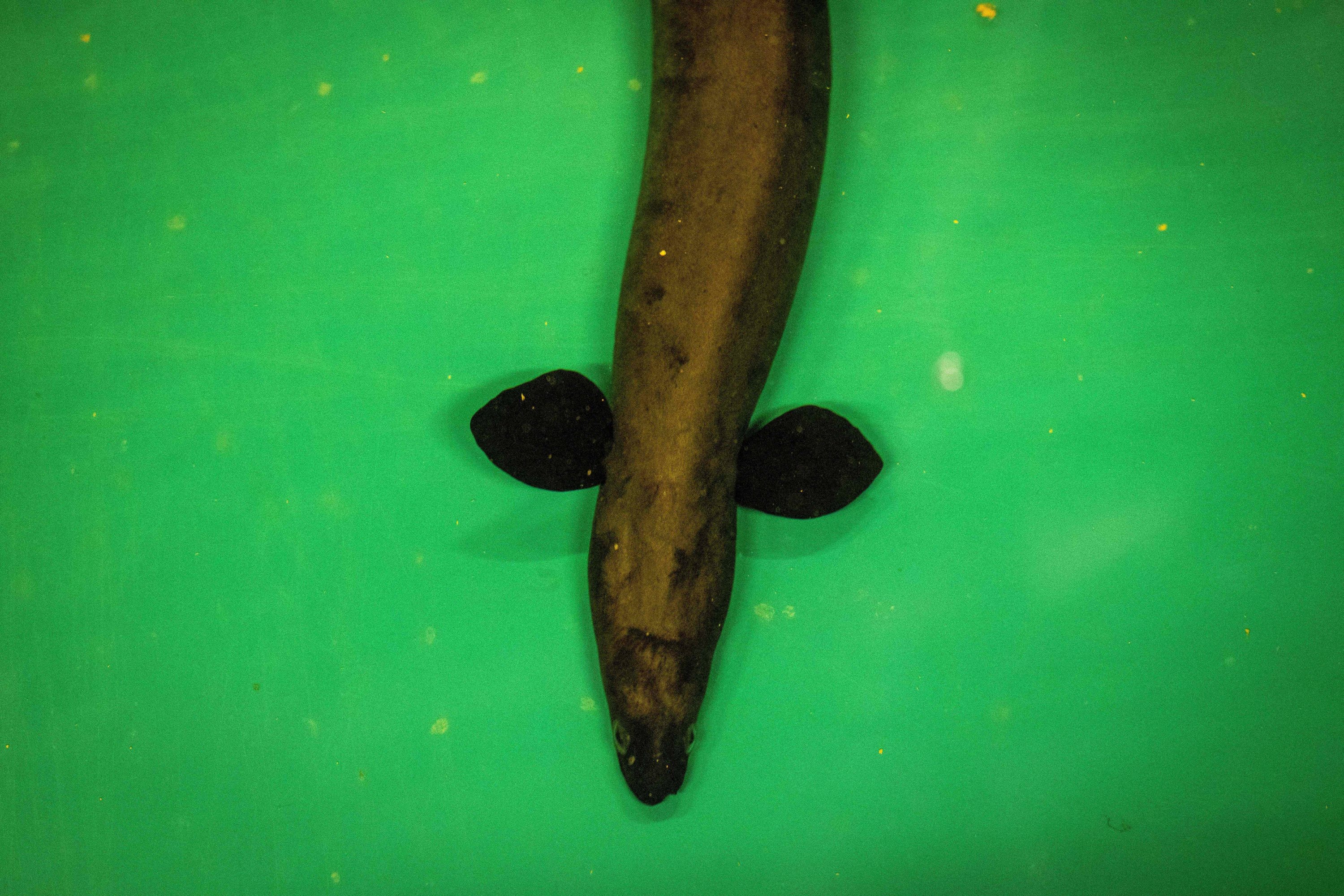 An eel in a tank at the Japan Fisheries Research and Education Agency in a suburb of Minamiizu, Shizuoka prefecture, Japan, Oct. 25, 2021. (AFP Photo)