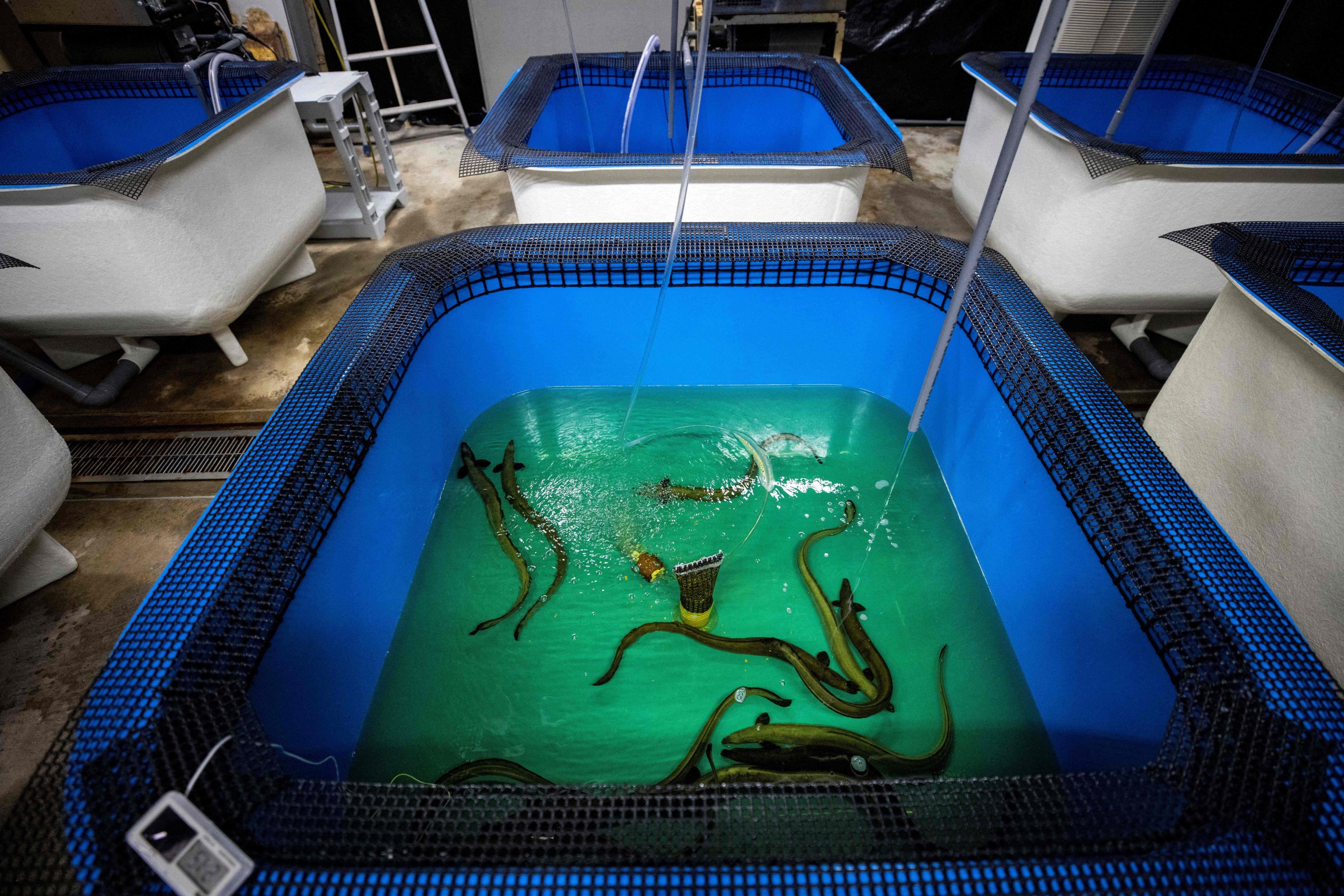 Eels in a tank at the Japan Fisheries Research and Education Agency in a suburb of Minamiizu, Shizuoka prefecture, Japan, Oct. 25, 2021. (AFP Photo)