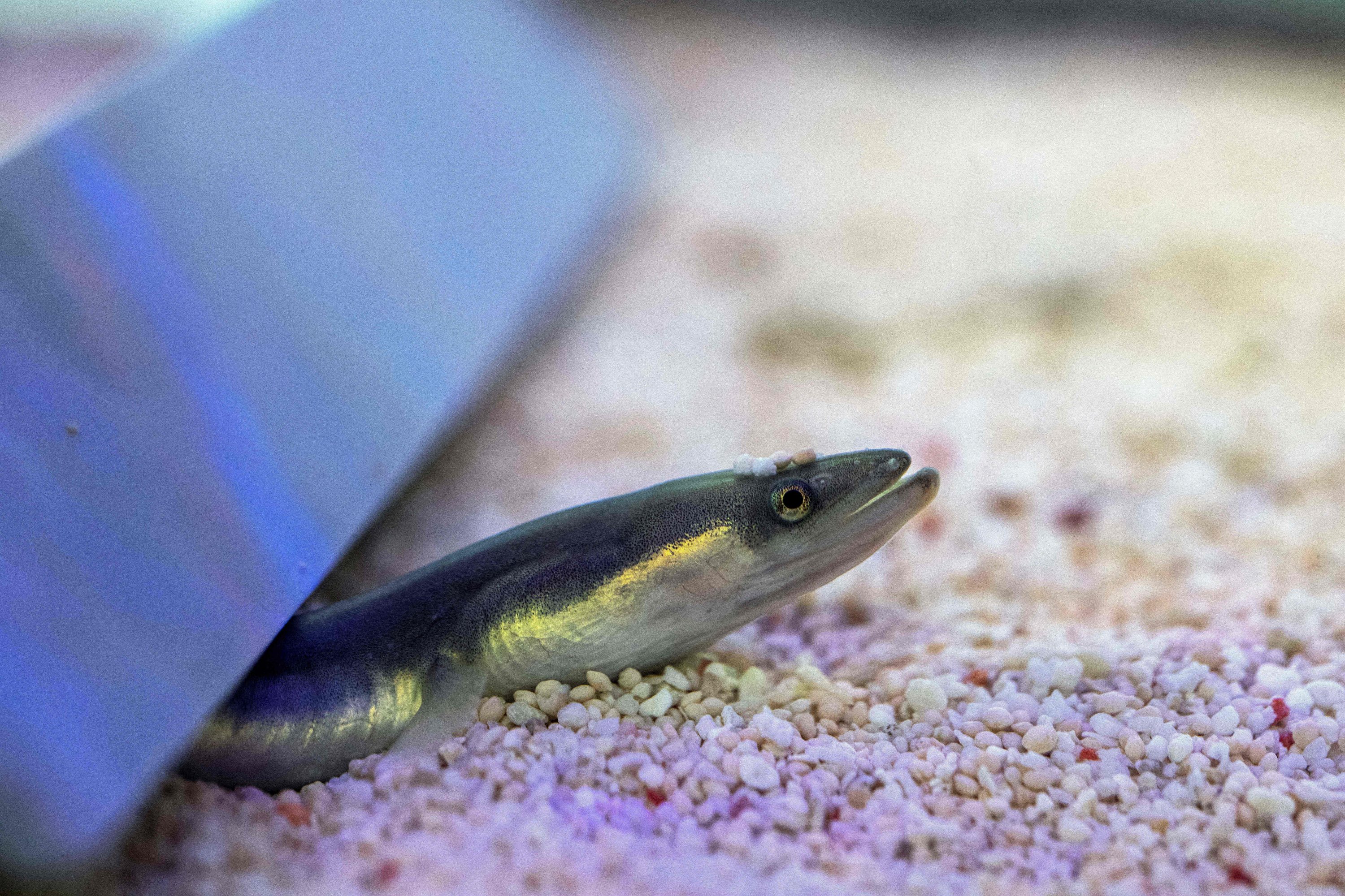 An eel in an aquarium at the Japan Fisheries Research and Education Agency in a suburb of Minamiizu, Shizuoka prefecture, Japan, Oct. 25, 2021. (AFP Photo)