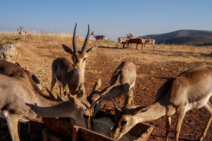 The endangered mountain gazelles eat feed at a gazelle breeding station in Kırıkhan district, in Hatay, southern Turkey, June 21, 2021. (Photo by Uğur Yildirim)