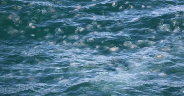 A swarm of jellyfish is seen in the Marmara Sea, off the coast of Tekirdağ, Turkey, on Dec. 09, 2021. (AA Photo)