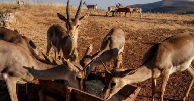 The endangered mountain gazelles eat feed at a gazelle breeding station in Kırıkhan district, in Hatay, southern Turkey, June 21, 2021. (Photo by Uğur Yildirim)