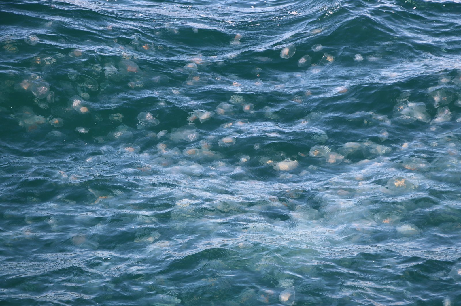 Tanda ledakan ubur-ubur dari polusi Marmara, mengancam penangkapan ikan: Pakar
