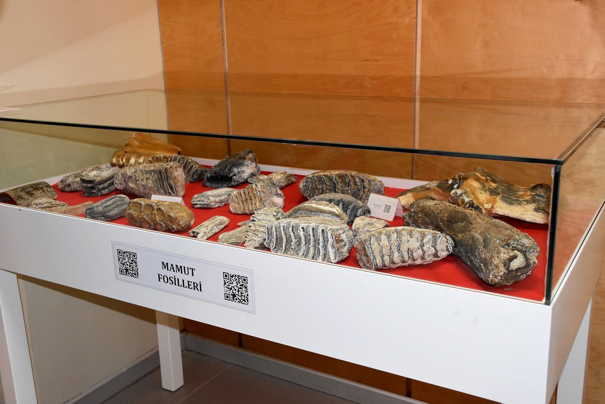 The remains of a wooly mammoth on display at Namık Kemal University, Tekirdağ, northwestern Turkey, Dec. 14, 2021. (DHA)
