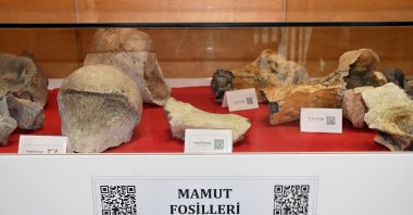 The remains of a wooly mammoth on display at Namık Kemal University, Tekirdağ, northwestern Turkey, Dec. 14, 2021. (DHA)
