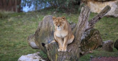 The lioness Dana, that has tested positive for COVID-19, is seen at Pairi Daiza Zoo park in Brugelette, Belgium, in this undated handout photo released on Dec. 15, 2021. (Pairi Daiza / Handout via Reuters)
