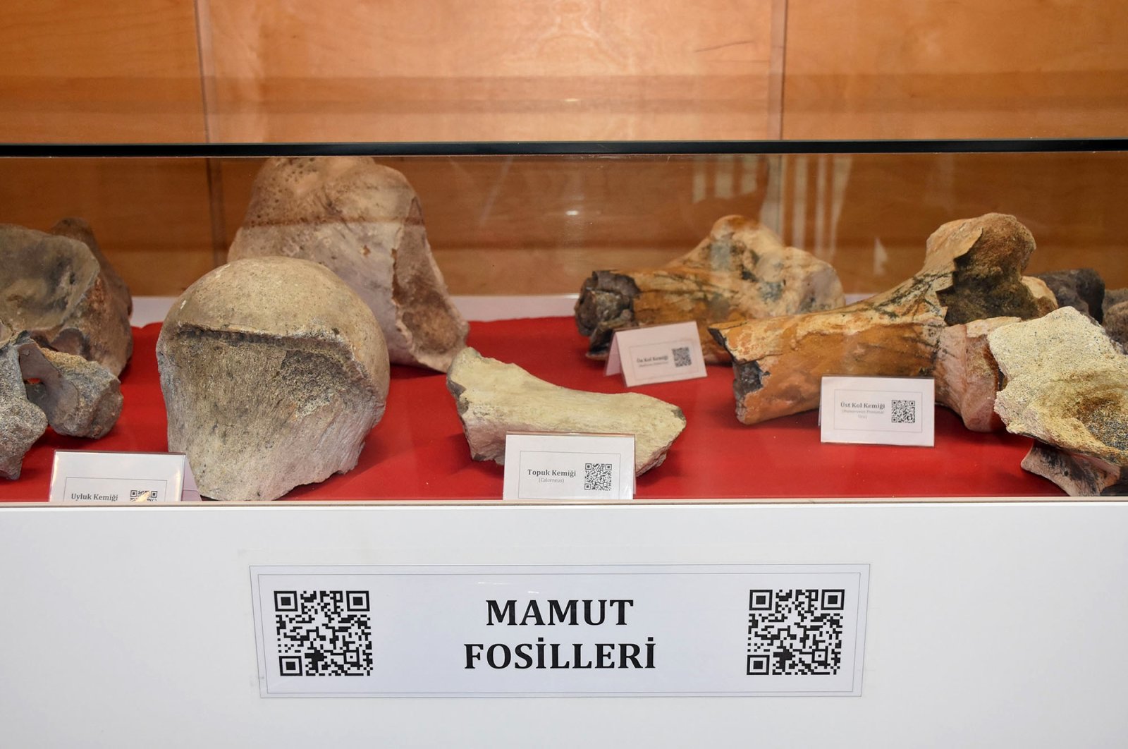 Mammoth berusia 28.000 tahun tetap dipamerkan di universitas Turki