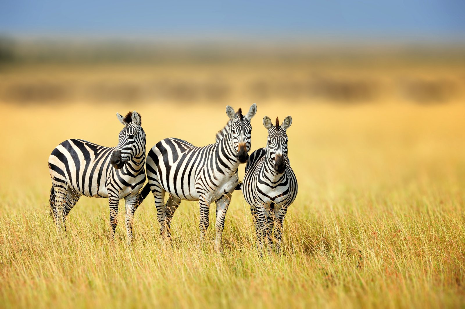Buronan belang: Dua zebra di Maryland ditangkap setelah berbulan-bulan