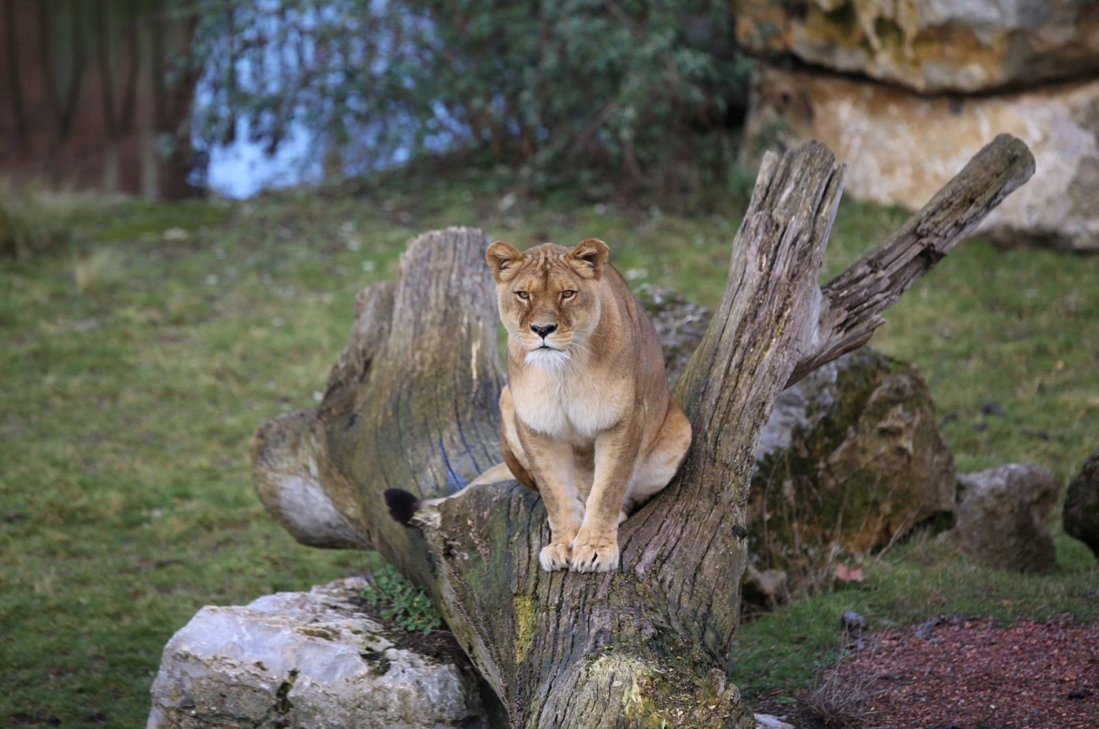 The lioness Dana, that has tested positive for COVID-19, is seen at Pairi Daiza Zoo park in Brugelette, Belgium, in this undated handout photo released on Dec. 15, 2021. (Pairi Daiza / Handout via Reuters)