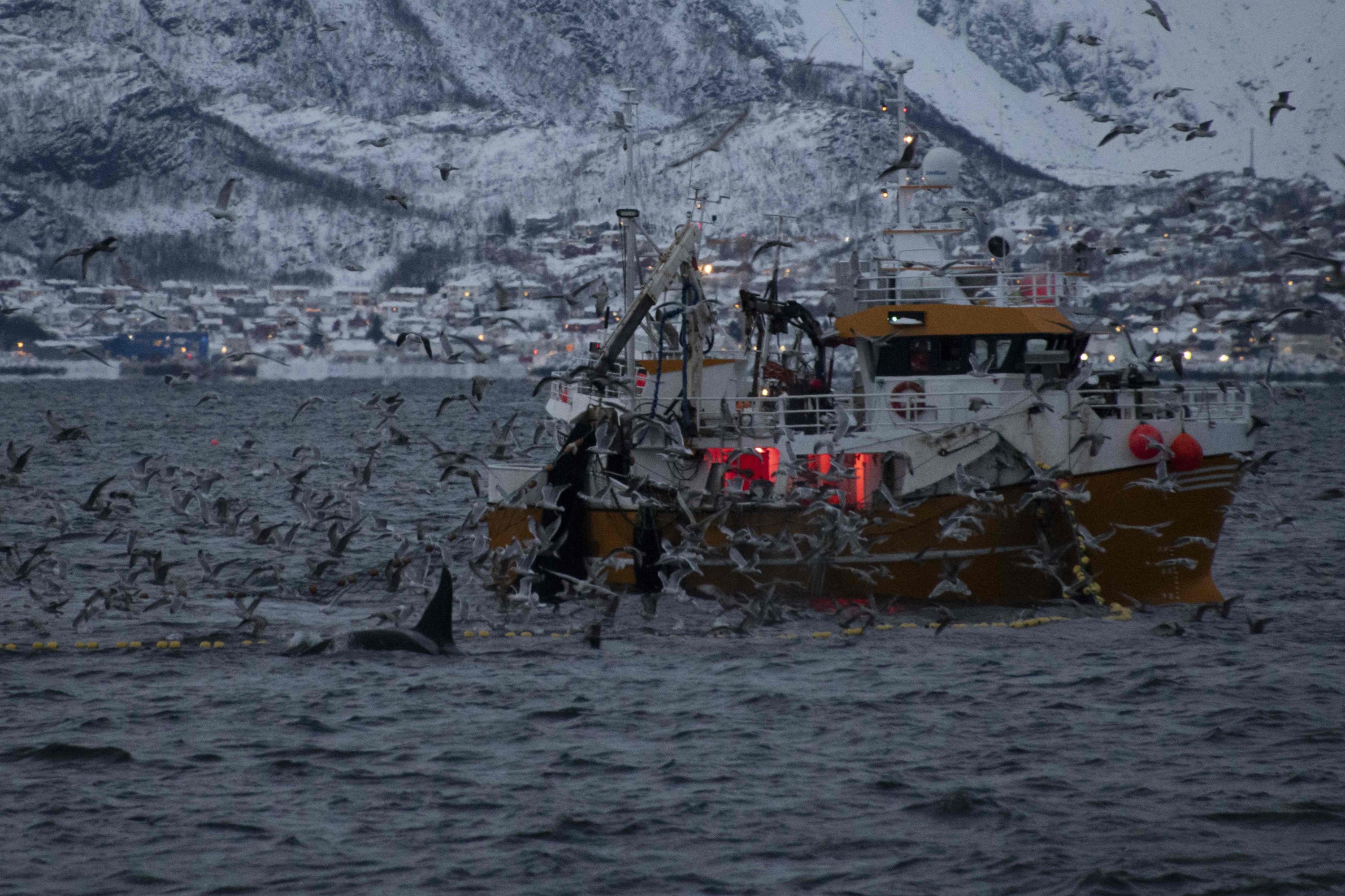 Killer whales (orcas) follow a fishing trawler in the fjord of Skjervoy, northern Norway, Nov. 22, 2021. (AFP Photo)