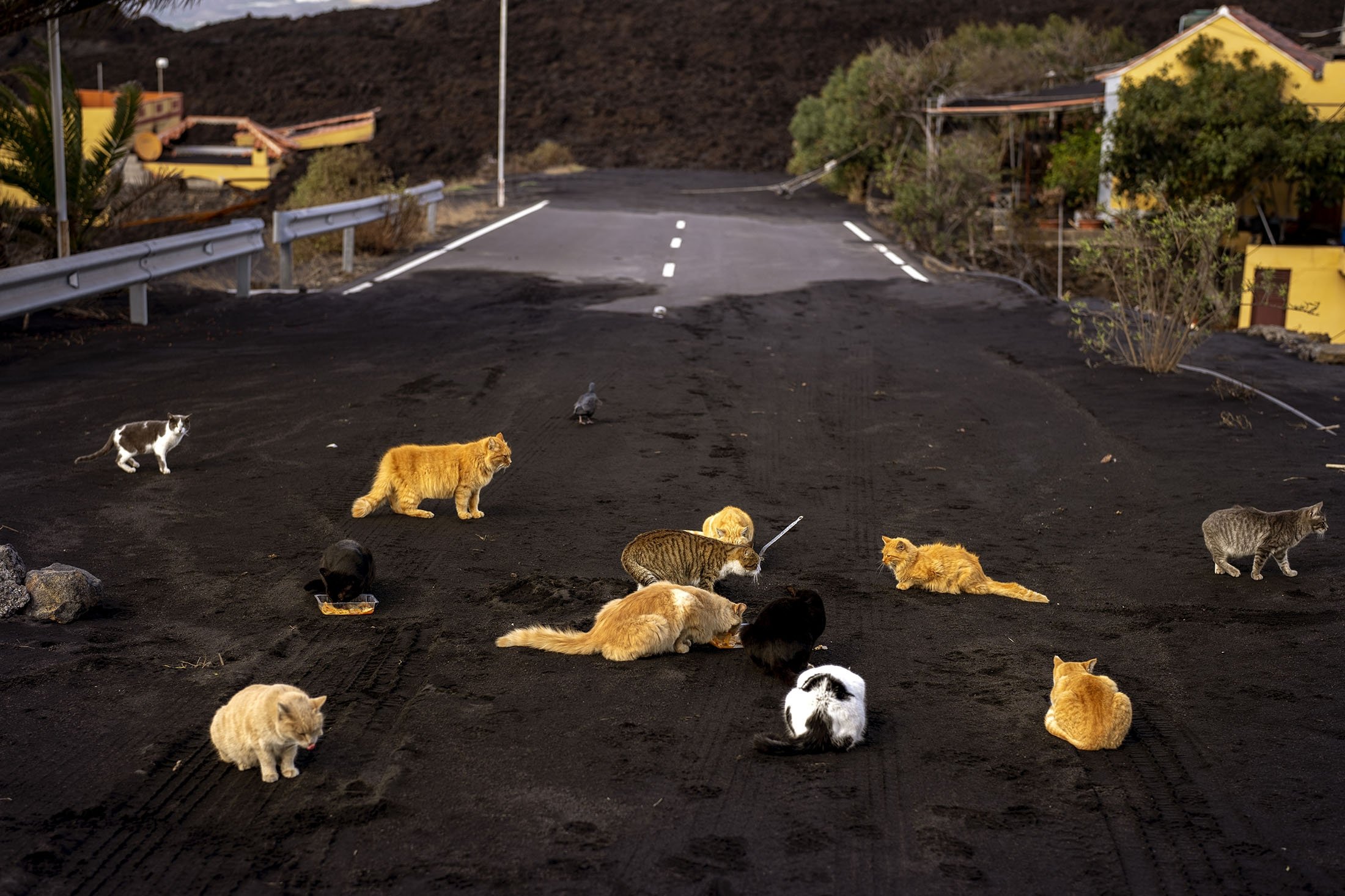 Abandoned cats wander in search of food at a road covered by ash and blocked by lava at an exclusion zone near the volcano on the Canary island of La Palma, Spain, Dec. 3 2021. (AP Photo)