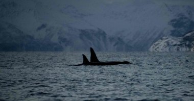 Killer whales (orcas) are spotted in the fjord of Skjervoy, northern Norway, Nov. 24, 2021. (AFP Photo)