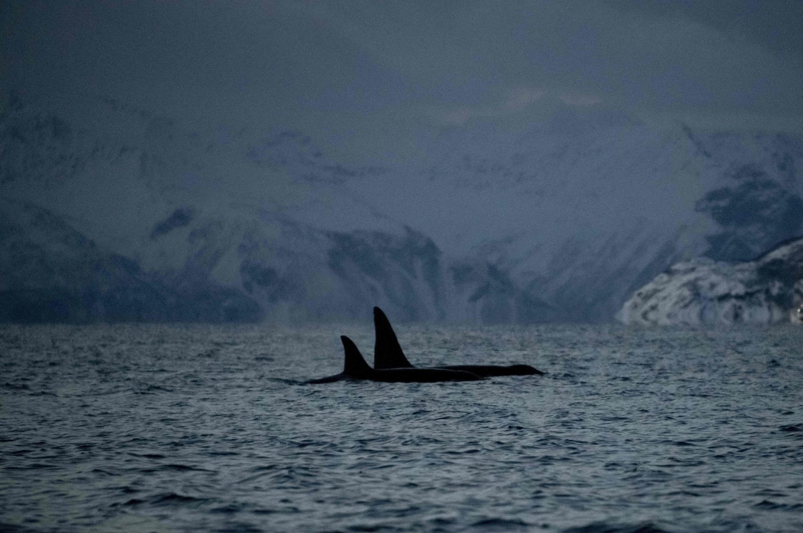 Killer whales (orcas) are spotted in the fjord of Skjervoy, northern Norway, Nov. 24, 2021. (AFP Photo)